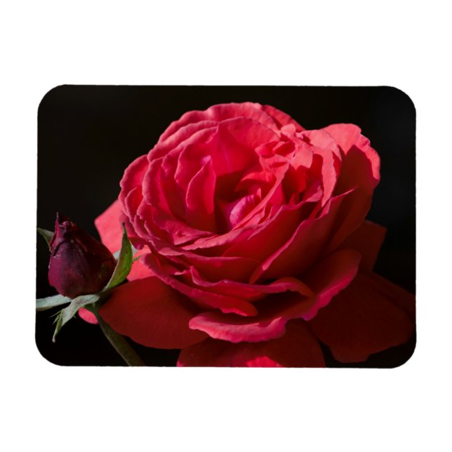 Magnet Flexible Rose rouge (Horizontal)
