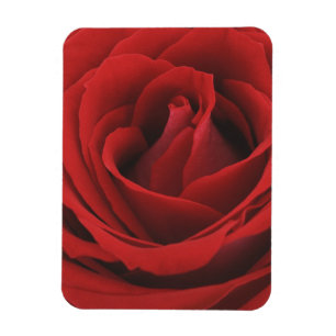 Magnet Flexible Rose rouge florissante