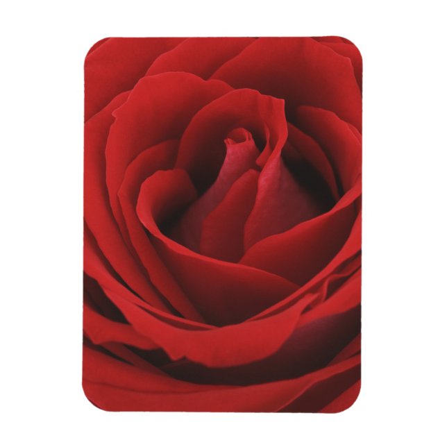 Magnet Flexible Rose rouge florissante (Vertical)