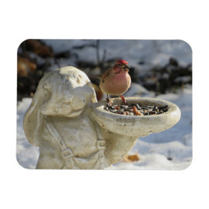Magnet Flexible Roselin familier sur mangeoire à oiseaux pour lapi