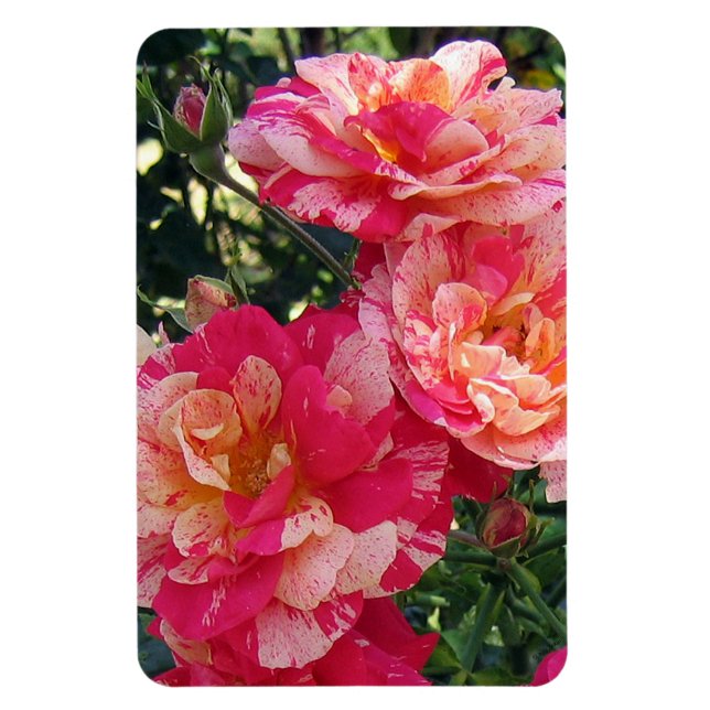 Magnet Flexible Roses rayés rose et blanc (Vertical)