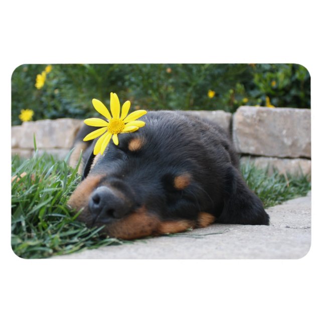 Magnet Flexible Rottweiler (Horizontal)