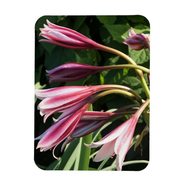 Magnet Flexible Rouge Crinum Lily (Vertical)