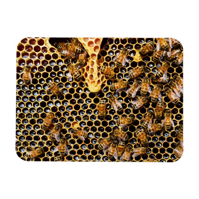 Magnet Flexible Ruche d'abeilles avec peigne d'abeille (Horizontal)