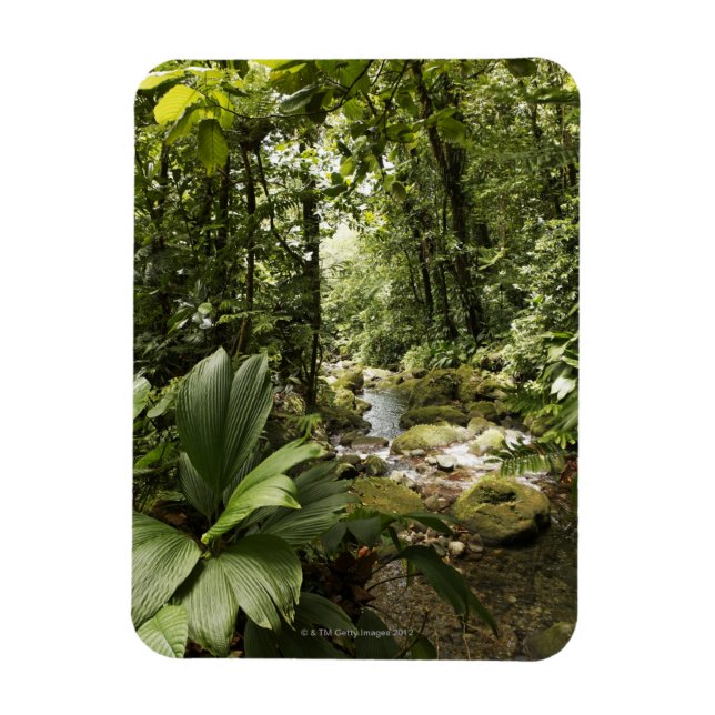 Magnet Flexible ruisseau en forêt tropicale, Dominique (Vertical)