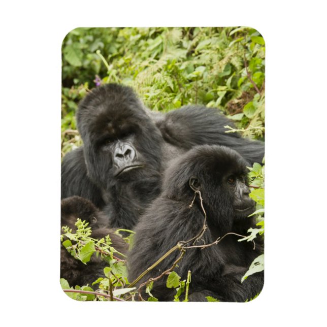 Magnet Flexible Rwanda, Parc national des Volcans (Vertical)