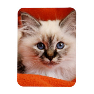 Magnet Flexible Sacré Birman Kitten