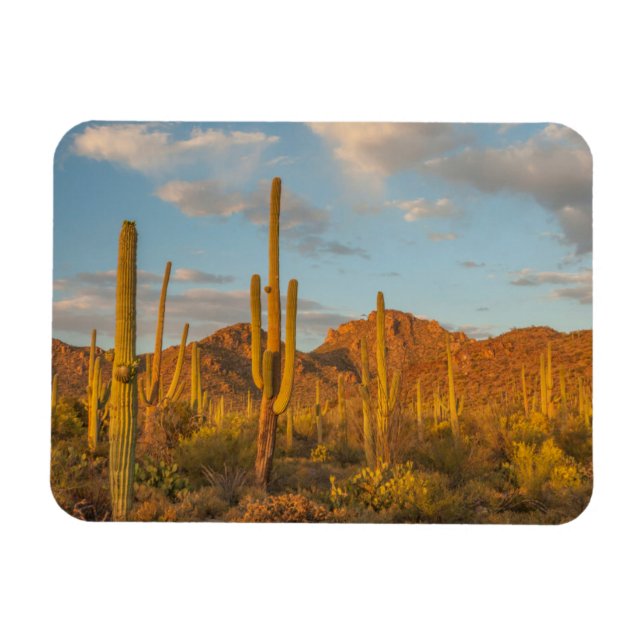 Magnet Flexible Saguaro cactus at sunset (Horizontal)