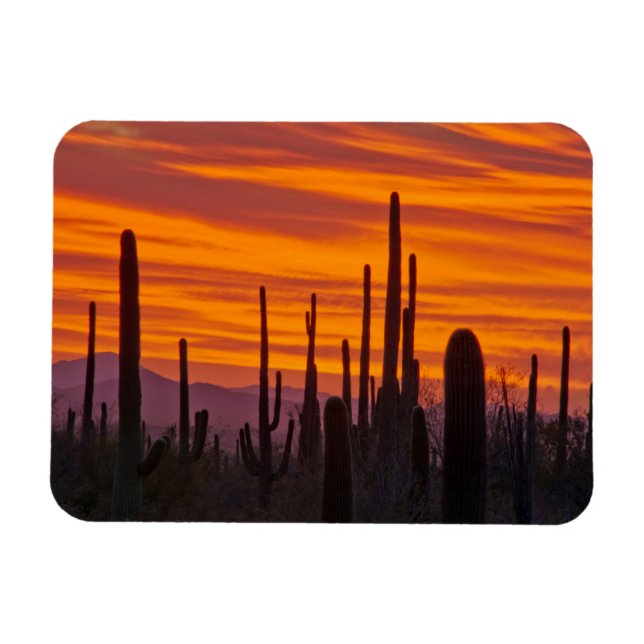 Magnet Flexible Saguaro, sunset, Saguaro National Park (Horizontal)