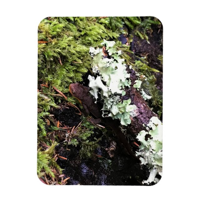 Magnet Flexible Salamander Caché Sous Le Journal, Washington (Vertical)