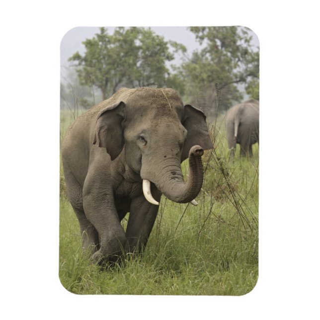 Magnet Flexible Salutation de l'éléphant d'Asie indien (Vertical)