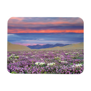 Magnet Flexible Sand Verbena & Dune Primrose Fleurs sauvages au co