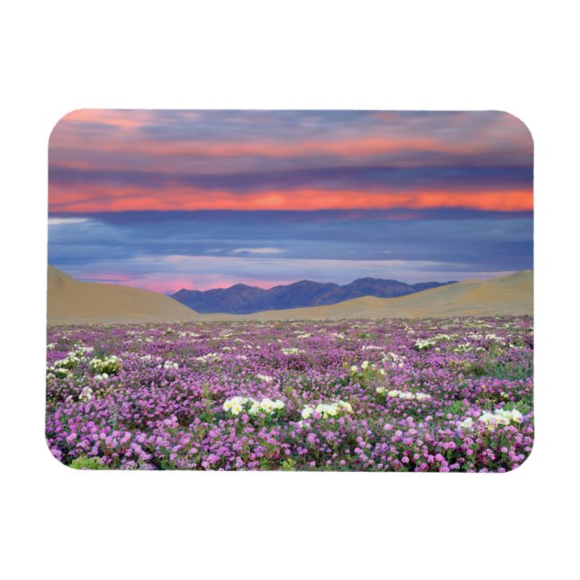 Magnet Flexible Sand Verbena et fleurs sauvages de Dune Primrose a (Horizontal)