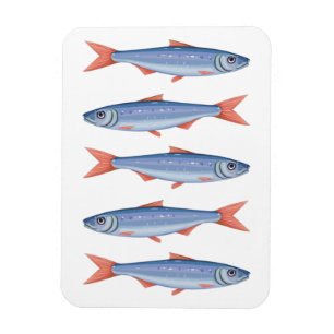 Magnet Flexible Sardines