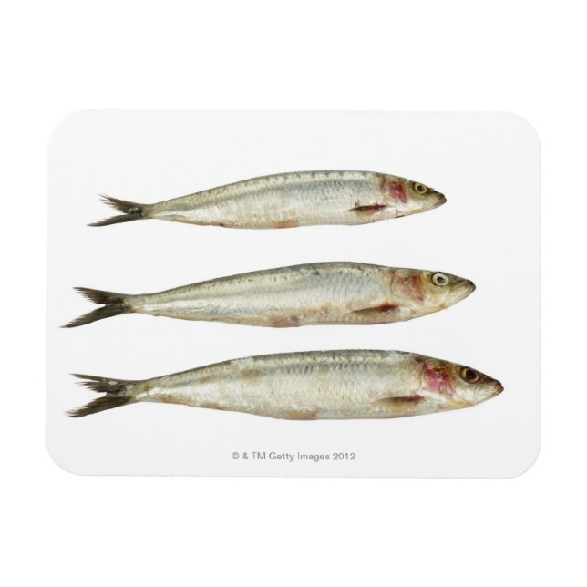 Magnet Flexible Sardines (Pilards) 2 (Horizontal)
