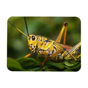 Magnet Flexible Sauterelle, Parc national des Everglades, Floride,