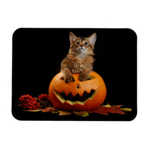 Magnet Flexible Scandale Halloween Citrouille Et Somalien Kitten
