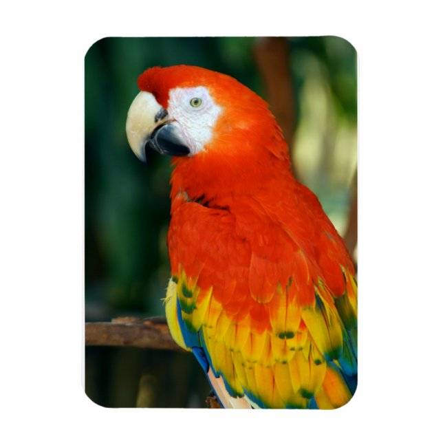 Magnet Flexible Scarlet Macaw (Vertical)