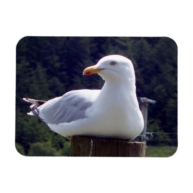 Magnet Flexible Scène artistique de la faune côtière avec un goéla (Horizontal)