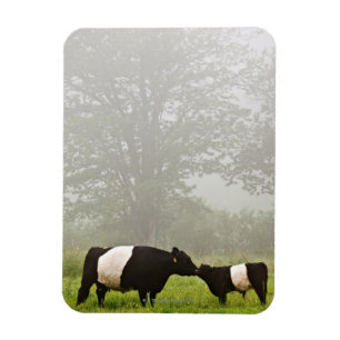 Magnet Flexible Scène brumeuse de la vache ceinturée à Galloway