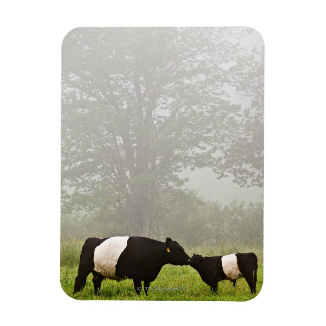 Magnet Flexible Scène désagréable de la vache galloway ceinturée q (Vertical)