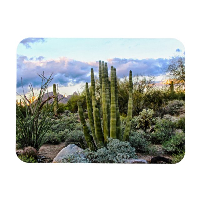 Magnet Flexible Scottsdale succulent Sunset (Horizontal)