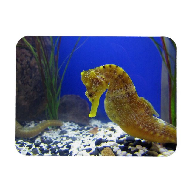 Magnet Flexible Seahorse (Horizontal)