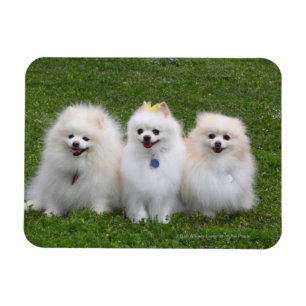 Magnet Flexible Séance de 3 Pomeranians