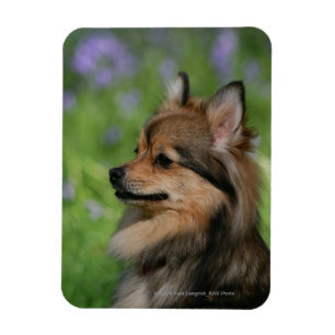 Magnet Flexible Séance de Headshot de Pomeranian
