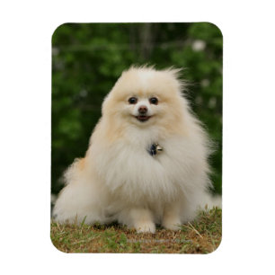 Magnet Flexible Séance de Pomeraning