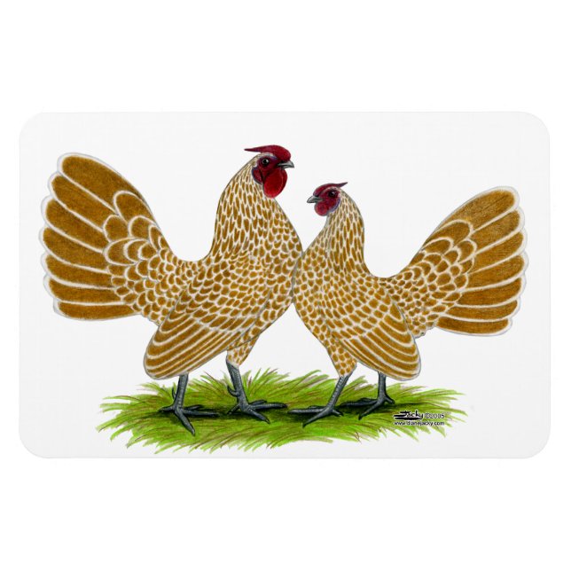 Magnet Flexible Sebrights Buff Laced (Horizontal)