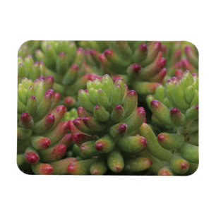 Magnet Flexible Sedum plante, Arizona-Sonora Desert Museum,