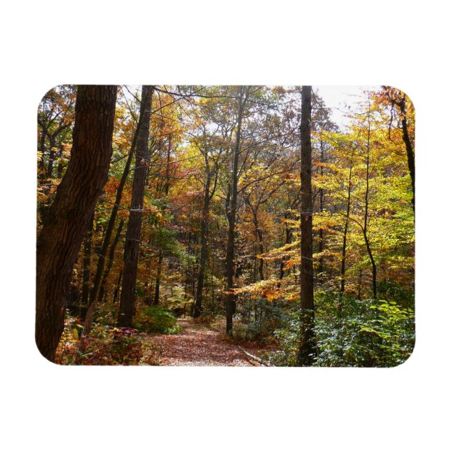 Magnet Flexible Sentier ensoleillé d'automne dans le parc d'État L (Horizontal)