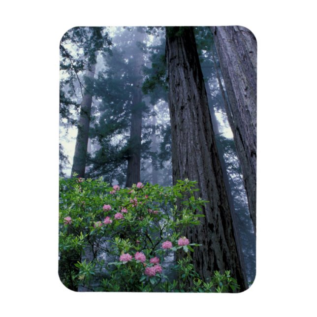 Magnet Flexible Séquoias côtiers et rhododendrons (Vertical)