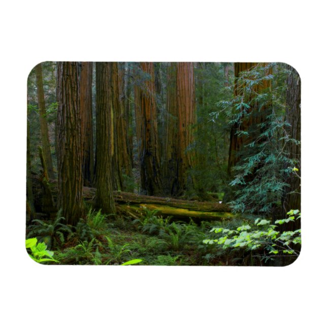 Magnet Flexible Séquoias de Muir Woods National Park (Horizontal)