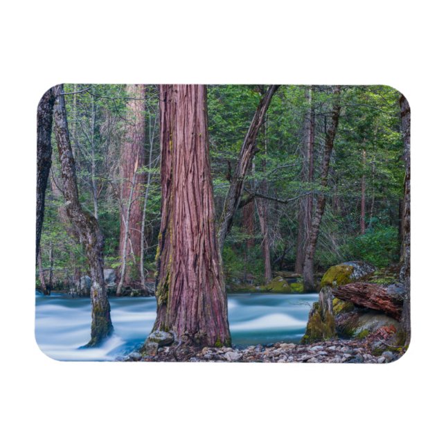 Magnet Flexible Séquoias & Merced River Parc national de Yosemite, (Horizontal)
