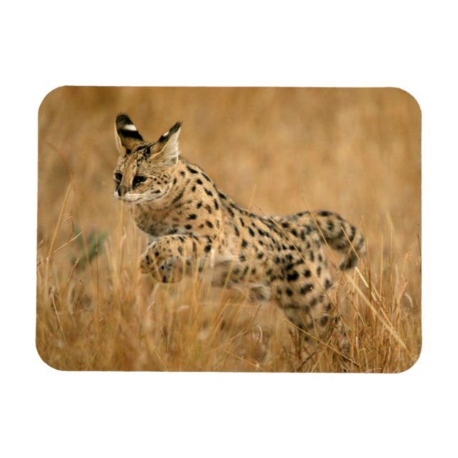 Magnet Flexible Serval (Leptailurus Serval) sautant (Horizontal)