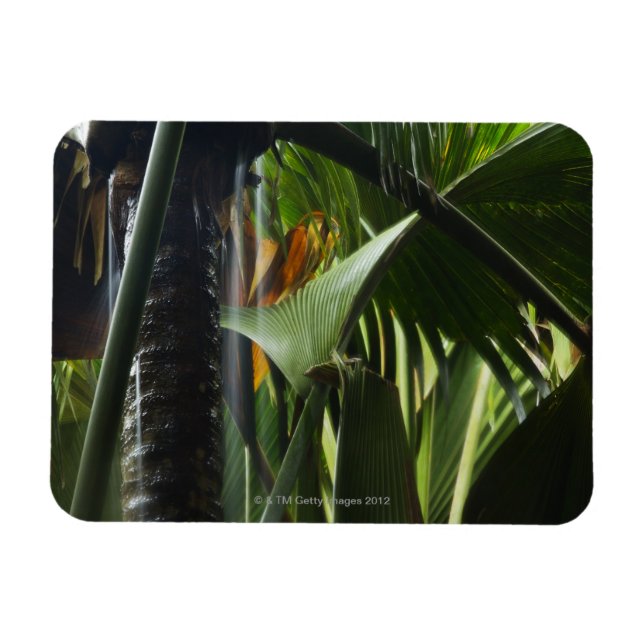 Magnet Flexible Seychelles, Praslin, Vallée de Mai, Pluies fortes (Horizontal)