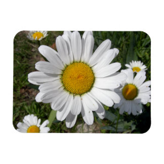 Magnet Flexible Shasta Daisy (Chrysanthemum maximum)