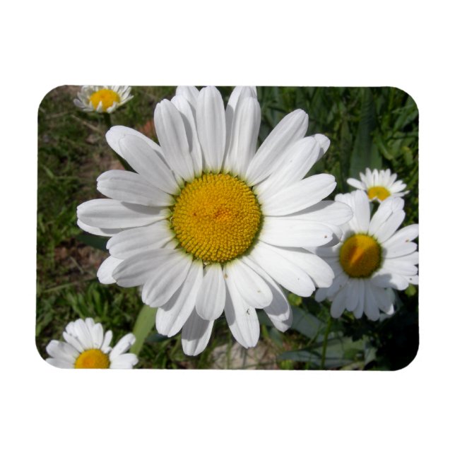 Magnet Flexible Shasta Daisy (Chrysanthemum maximum) (Horizontal)