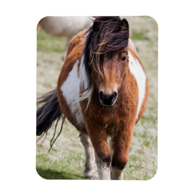 Magnet Flexible Shetland Pony, Shetland Islands (Vertical)