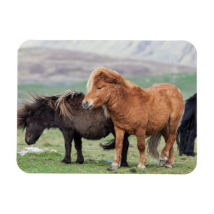 Magnet Flexible Shetland Pony, Shetland Islands, Écosse 2