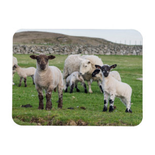 Magnet Flexible Shetland Sheep