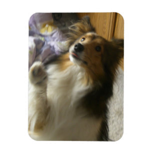Magnet Flexible Shetland Sheepdog qui mendie