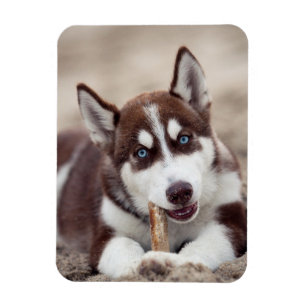 Magnet Flexible Siberian Husky Puppy at the Beach