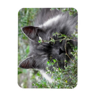 Magnet Flexible Sibérien   Portrait de chat