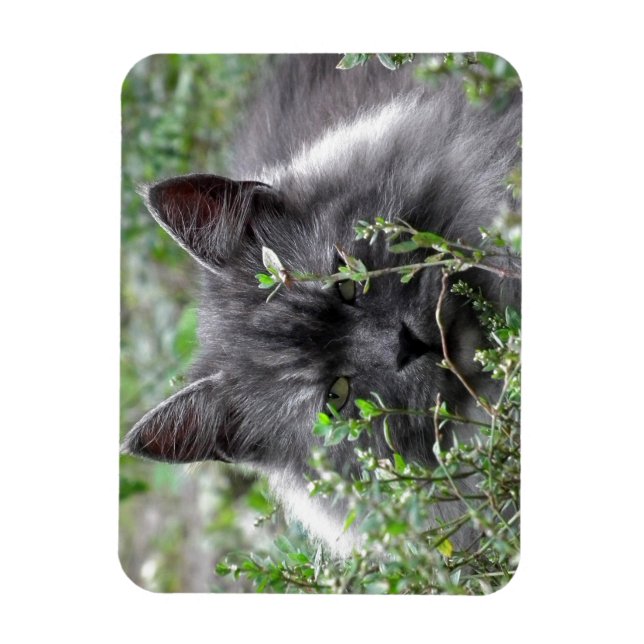 Magnet Flexible Sibérien | Portrait de chat (Vertical)