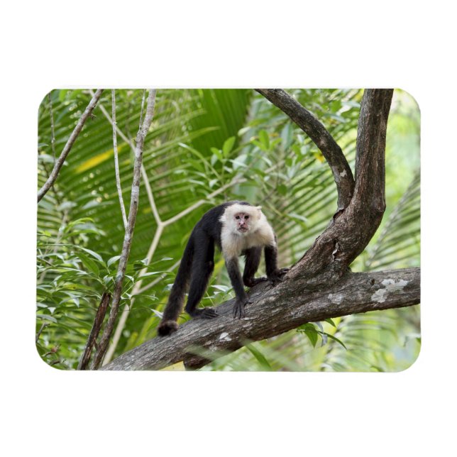 Magnet Flexible Singe dans la jungle (Horizontal)