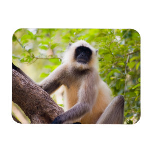 Magnet Flexible Singe dans la jungle du parc national de Ranthambo
