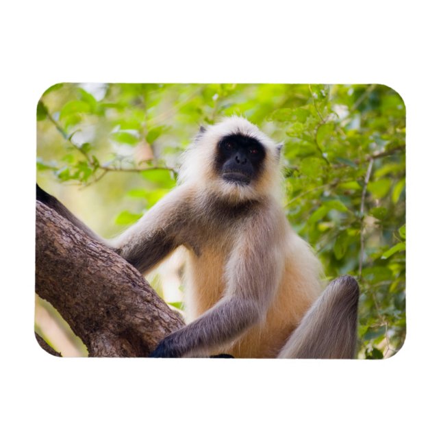 Magnet Flexible Singe dans la jungle du parc national de Ranthambo (Horizontal)
